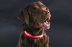 Светящийся ошейник для собак (3 режима) Glowing Dog Collar