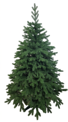 Елка Нормандская1,50 м, НРМ-150
