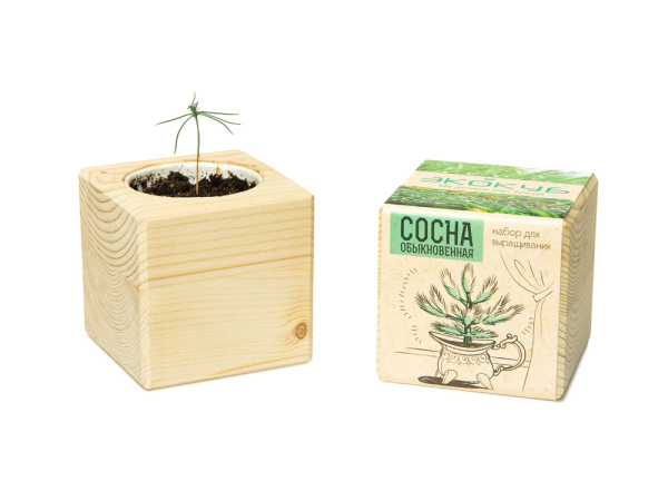 Набор для выращивания «Сосна обыкновенная», Цвет бежевый