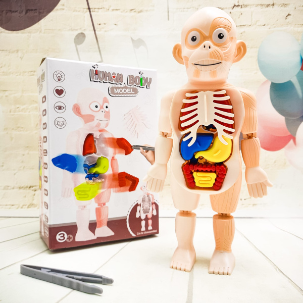 Детский 3D пазл Human Body Модель анатомия человеческого тела/Строение тела / конструктор органы 3+