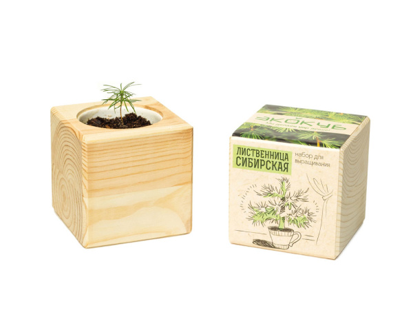 Набор для выращивания «Лиственница Сибирская», Цвет бежевый