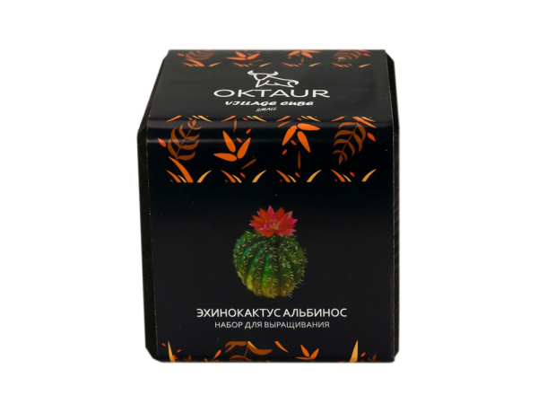 Набор для выращивания «Small village cube «Эхинокактус Альбинос», Цвет черный