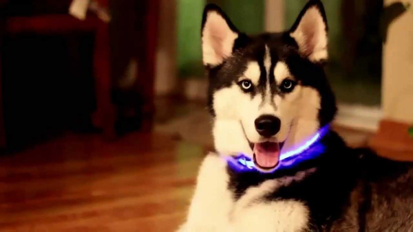 Светящийся ошейник для собак (3 режима) Glowing Dog Collar Голубой М (MAX 45 sm)