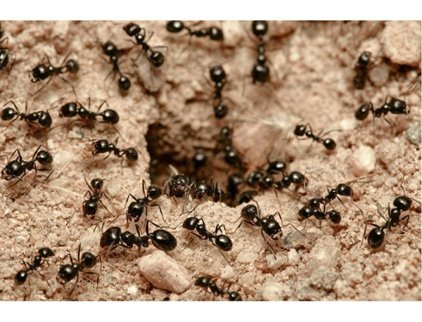 Экокиллер ведро от садовых муравьев, 1л
