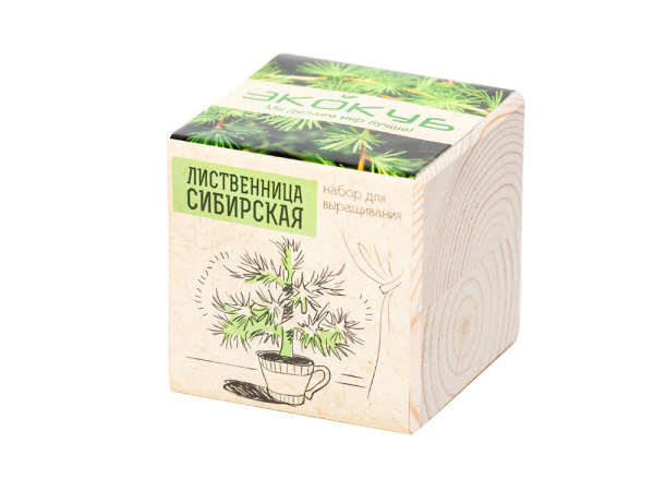 Набор для выращивания «Лиственница Сибирская», Цвет бежевый