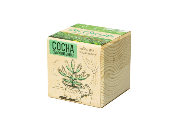 Набор для выращивания «Сосна обыкновенная», Цвет бежевый