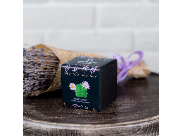 Набор для выращивания «Small village cube «Эхиноцереус», Цвет черный