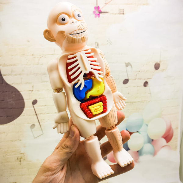 Детский 3D пазл Human Body Модель анатомия человеческого тела/Строение тела / конструктор органы 3+